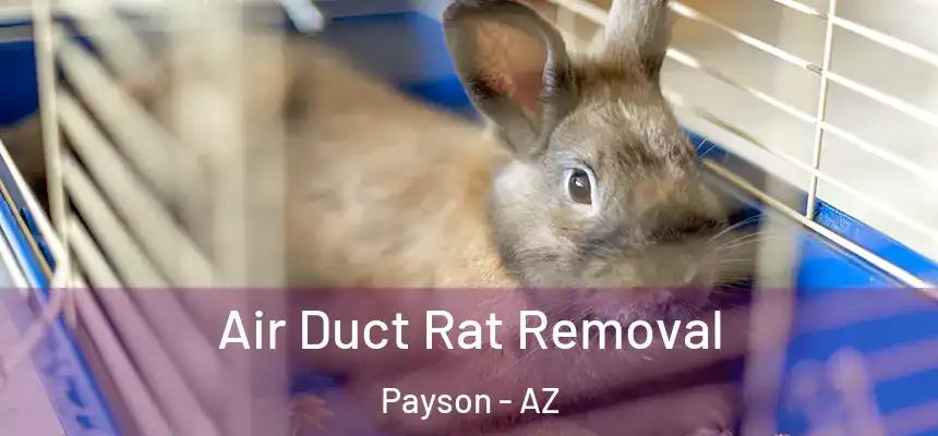  Air Duct Rat Removal Payson - AZ