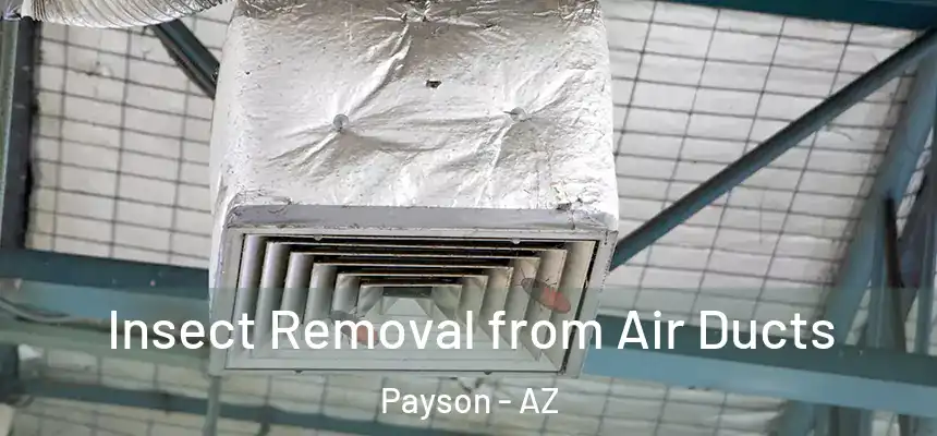  Insect Removal from Air Ducts Payson - AZ