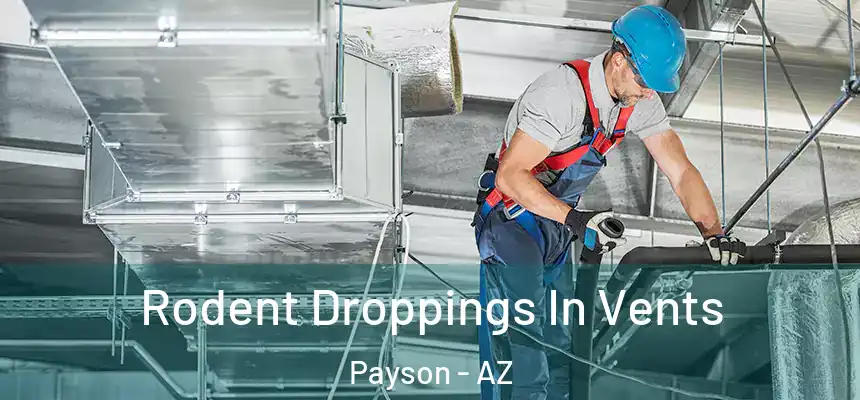  Rodent Droppings In Vents Payson - AZ