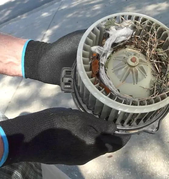 About Air Duct Mice Removal in Payson, AZ